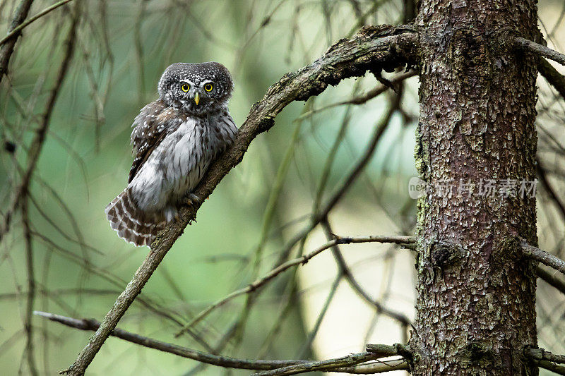 欧亚矮鸮(Glaucidium passerinum)